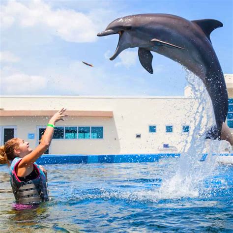 Dolphin Adventure