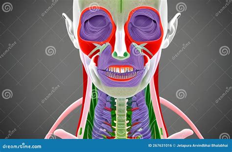 Portrait Of Human Anatomical Models Isolated Often Used Tools For