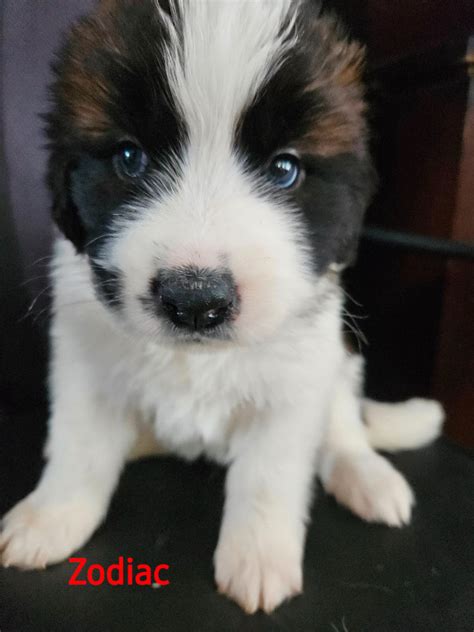 Purebred Saint Bernard Puppies Dogs And Puppies For Rehoming