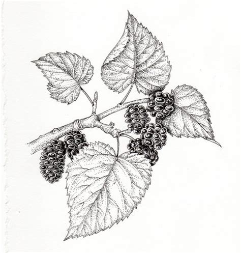 Mulberry Morus nigra berries and leaves - Lizzie Harper