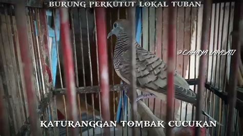 Burung Perkutut Lokal Alam Tuban Berkaturanggan Tombak Cucukan Asli