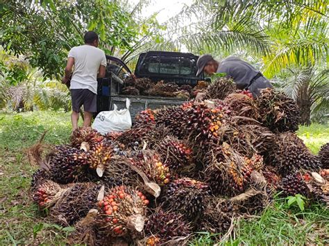 Sudah Persen Usia Tahun Di Riau Yang Divaksin Covid