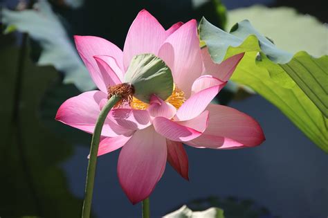 Lotus Zaad Pod Bloem Gratis Foto Op Pixabay Pixabay