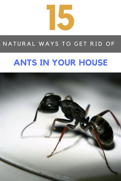 15 Best Ways To Get Rid Of Ants In House Naturally Get Rid Of Ants