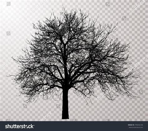 Vector Drawing Transparent Silhouette Naked Winter Stock Vector Royalty Free 795656146