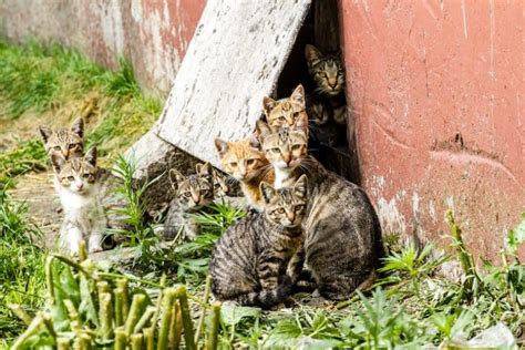 Should You Care for Your Neighborhood Feral Cat Colony? - Catster