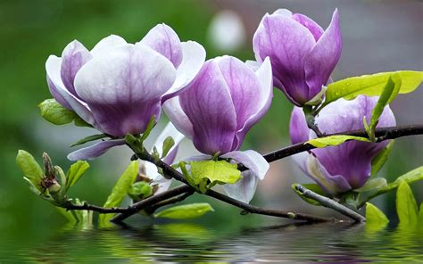 Magnolia Hd Wallpapers Wallpaper Cave