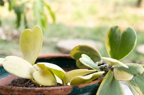 Hoya kerrii Cangrejo en maceta planta en forma de corazón cariño