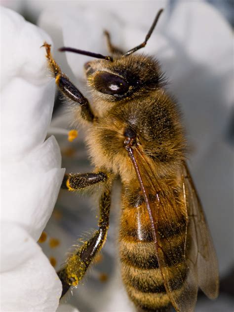 Смартфонная макро затычка 5мп на примере Xiaomi 12x — Сообщество ...