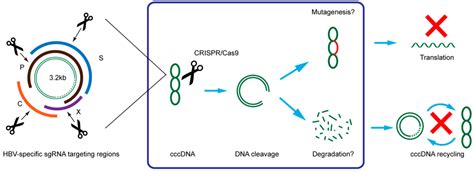 IJMS Free Full Text Application Of CRISPR Cas9 Technology To HBV HTML