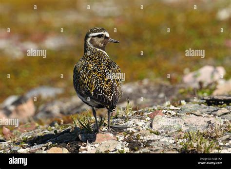European Golden Plover Pluvialis Apricaria In Tundra Norway Stock