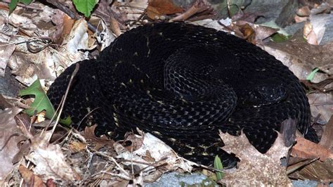 Black Rattlesnake