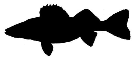 Walleye Clip Art - Cliparts.co