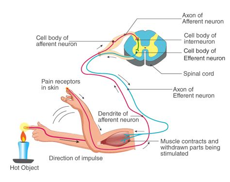 Control And Coordination