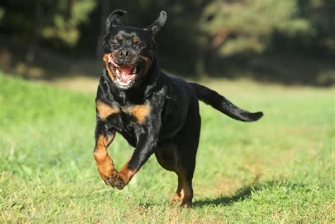 The 9 Most Aggressive Dog Breeds