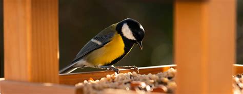 Que donner à manger aux oiseaux dans un jardin