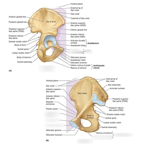 Ap Lecture 6 Pubic Bony Landmark Id Diagram Quizlet