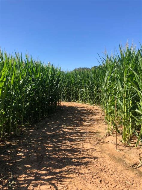 Hall's Pumpkin Farm and Corn Maze - Pumpkin Patch Near Me