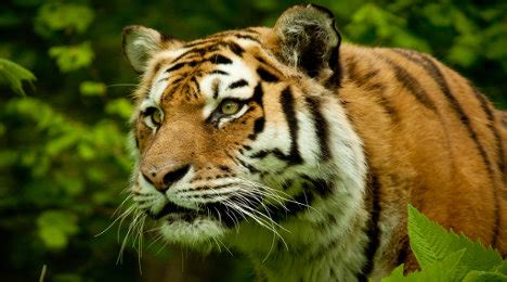 Escaped Tiger On The Loose Near Paris