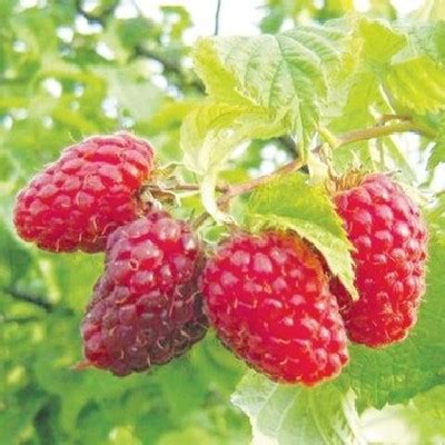 МАЛИНА БАБЬЕ ЛЕТО 2