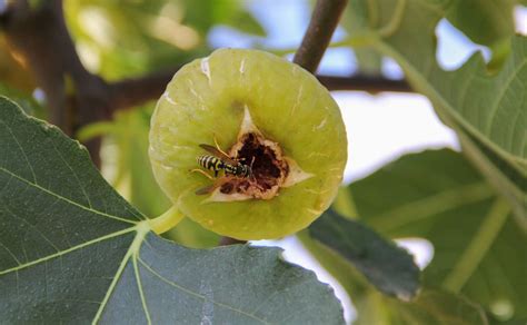 Why We Should Learn To Love Wasps