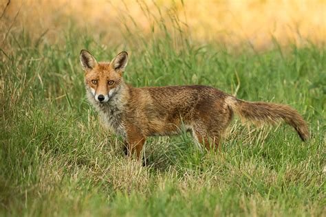 Fox A Evening Encounter With Some Foxes Glennb Flickr