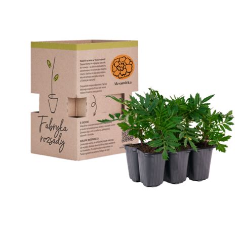 Sadzonki aksamitek | Fabryka Rozsady