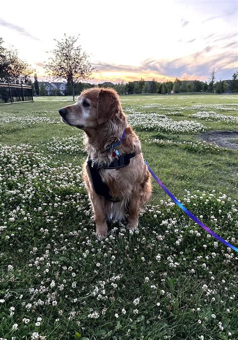 New boots. Better walks. ️🐾 I did a lot of research before committing