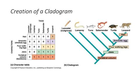 evolution bi le examine  significance  evolution   key