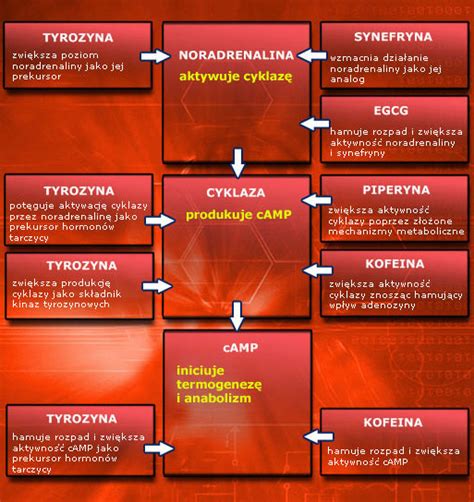 Suplement diety Olimp Thermo Speed Extreme - Runshop.pl