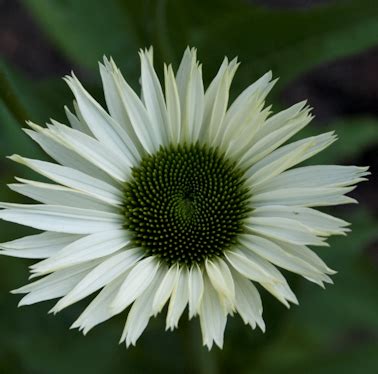 Эхинацея Virgin/ Вёрджин