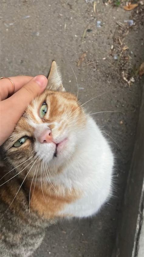 wabi sabi adlı kullanıcının Sizin Pinleriniz panosundaki Pin Kedi