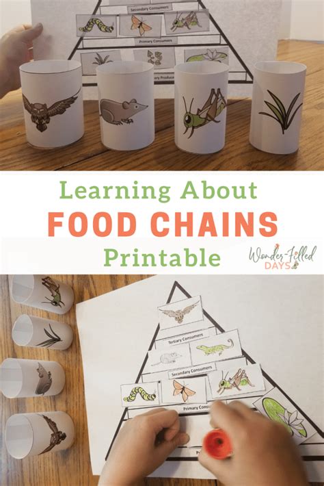 A Fun Food Chain Printable for Kids - Wonder-Filled Days