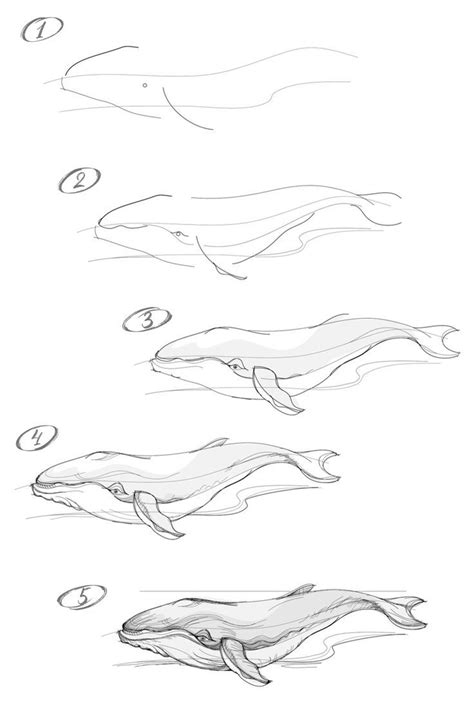 Three Drawings Of Different Types Of Whales