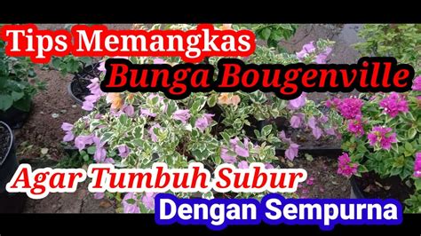 Tips Memangkas Bunga Bougenville Agar Tumbuh Subur Dan Rimbun Sempurna