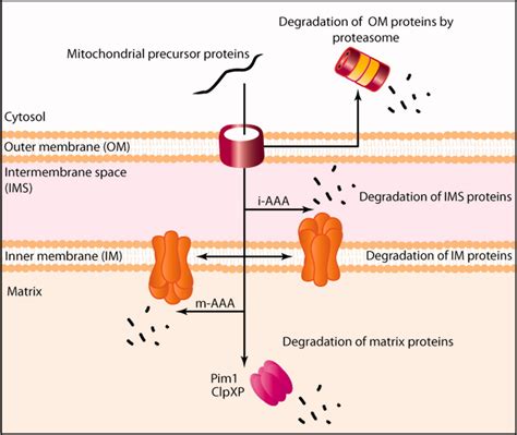 Mitochondrial Protein Homeostasis Varabyova 2013 Iubmb Life