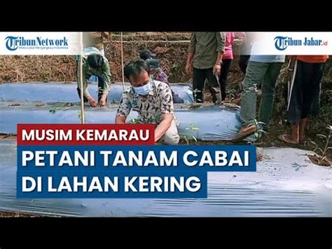 Musim Kemarau Petani Di Pangandaran Tanam Cabai Di Lahan Sawah Kering