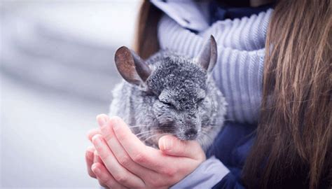 Шиншилла: виды (породы) и окрасы