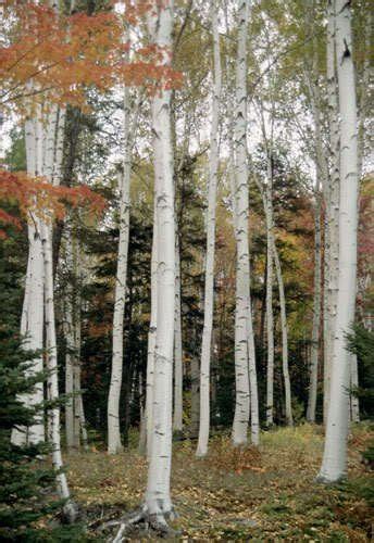 100 JAPANESE WHITE BIRCH TREE Betula Platyphylla Japonica Seeds by ...