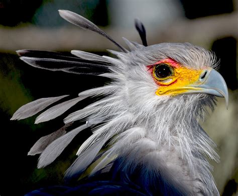 Secretary Bird San Diego Zoo Kids