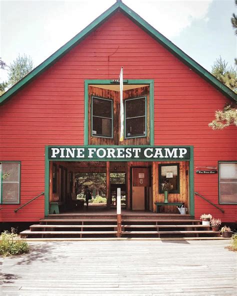 Pine Forest Camp Accidentally Wes Anderson