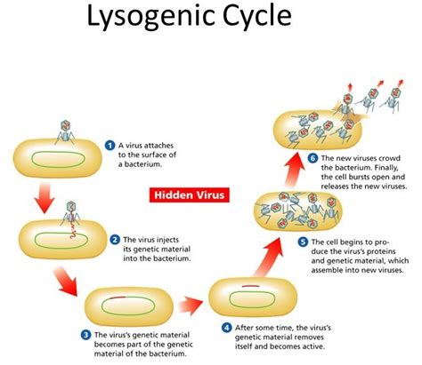 Lysogenic Cycle Diagram Quizlet