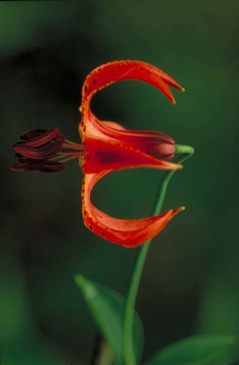 Free picture: lily, orange flower