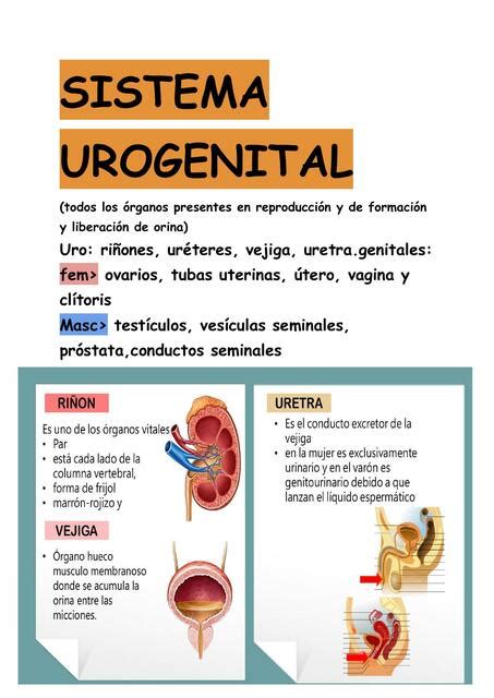 Sistema Urogenital Leslie Udocz