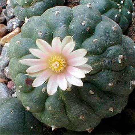 El Peyote: Qué es, cuales son sus efectos y beneficios - Simply Nature