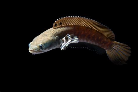 Premium Photo Channa Pulchra Is A Species Of Snakehead Fish In The