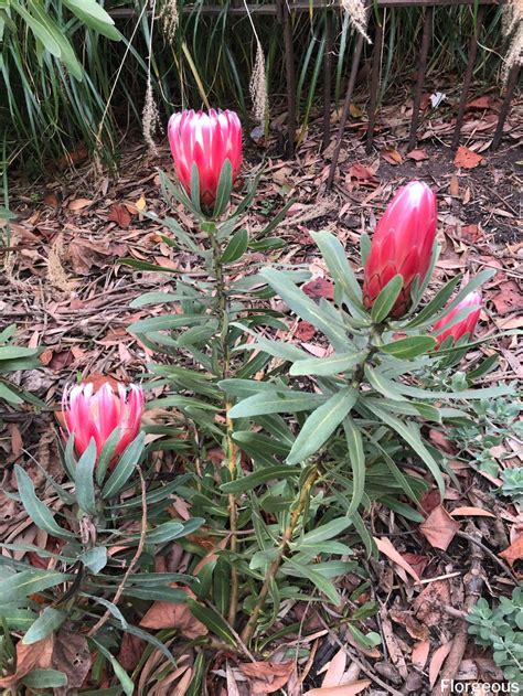 How To Grow And Care For Protea Flowers Florgeous