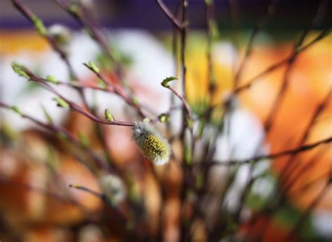 Premium Photo Pussy Willow Branches With White Catkins