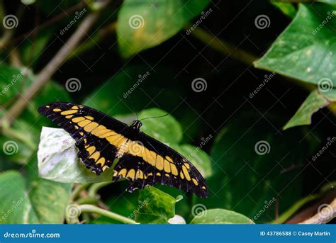 Borboleta Preta Com Amarela - Borboleta Preta E Amarela De Swallowtail Do Gigante Foto de Stock ...