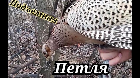 Популярные .Эффективная Ловушка для фазана . - YouTube